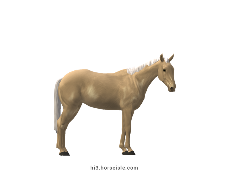 Australian Stock Horse Blonde Palomino Coat